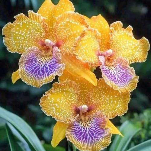 Mix Iris bulbi,Piante perenni,Iris pianta vera,resistenti al freddo,Tagliare,Progettazione paesaggistica(non artificiali)-3 bulbi-C