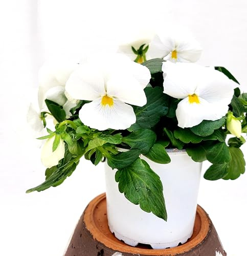POWERS TO FLOWERS - VIOLE DEL PENSIERO, VIOLA A FIORE PENDULO BIANCO PURO, SET 2 PIANTE VASO 12CM DIAMETRO, piante vere