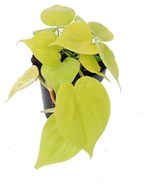 Philodendron Lemon Lime - The Sweetheart Vine - Indoor Live Potted Plant - in 12cm Pot