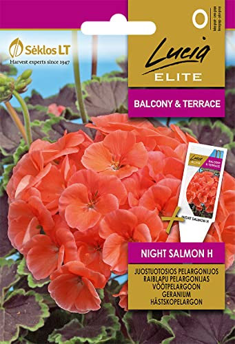 Lucia Elite | PÉLARGONIUM NIGHT SALMON H Graines | Graines de Fleurs | Graines de Plantes | Graines de Jardin | 1 Paquet