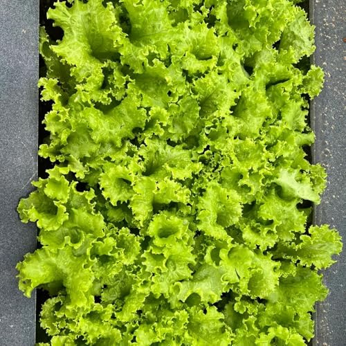 semillas de lechuga hoja - invernaderos Decoración exteriores 55pcs