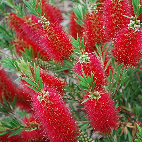 1 CALLISTEMON 'RED Clusters' BOTTLEBRUSH SEMI-Evergreen Shrub Hardy Plant in Pot