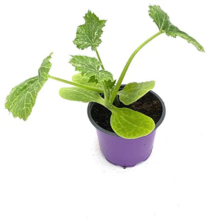 Runde Zucchini Pflanze Satelite
