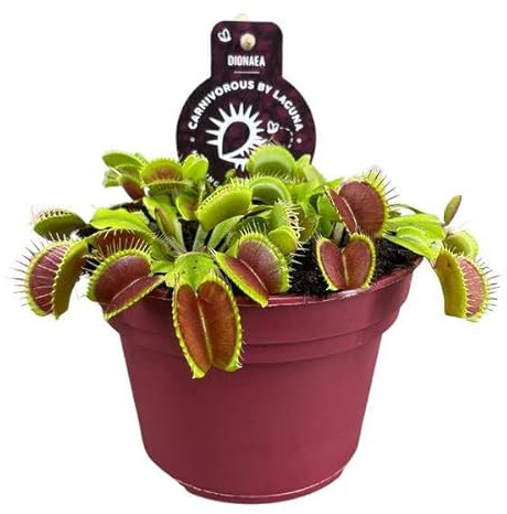 Venusfliegenfalle – Dionaea Muscipula – Fleischfressende Pflanze – Ø12cm – 12cm – Exotische Zimmerpflanze mit Fangblättern