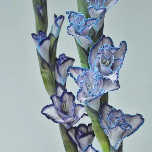 12 Pcs Gladiolen Zwiebeln Winterhart Mehrjährig - Winterharte Pflanzen Für Garten, Balkonblumen Gladiolus Frühlingsblüher Zwiebeln, Deko Blumen, Topfpflanzen Echt Balkon Blumen, Pflanzen