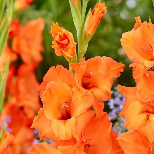 Nouveau frais 50pcs graines de fleurs de glaïeul orange