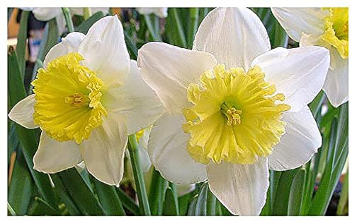 5 Ice Follies Narcissus Bulbs - Top Size Daffodil Bulbs
