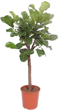 Trendyplants – Ficus Lyrata träd – tobaksväxt – inomhusväxt – höjd 170–190 cm – krukstorlek Ø 30 cm