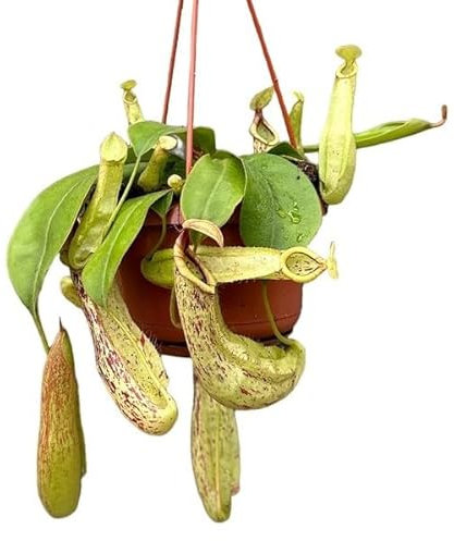 Planta de Copa de Mono Nepenthes Planta Carnívora Que Come Todo Tipo de Insectos