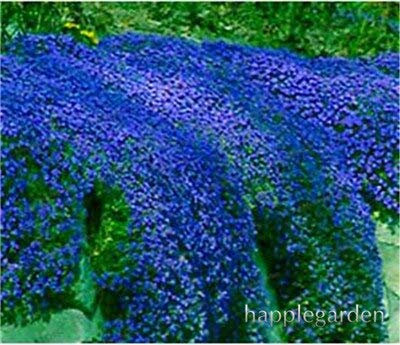 Graines De Fleurs Vivaces De Thym Rampant Pour Un Beau Jardin Bleu Paquet De 100 Graines