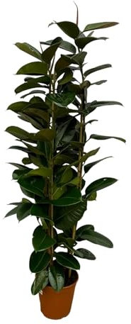 Ficus Elastica Robusta Arbusto - 170 Cm - Ø27Cm