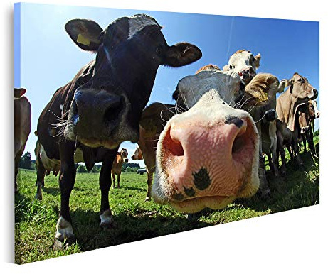 islandburner Cuadro sobre lienzo Un rebaño de vacas en Baviera cuadros cuadros murales póster