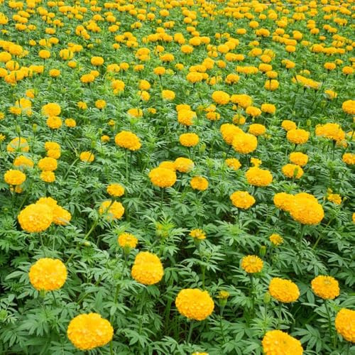 semi di calendula - semi di calendula - Serie rara balcone resistenti calendule 160pcs