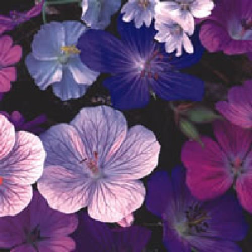 Viridis Hortus - 12 Geranium 'Hardy Mixed' (Mix of The Best Varieties) Flower Seeds