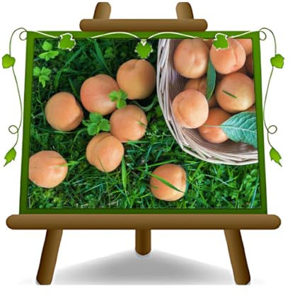 EURO PLANTS VIVAI Albicocco Formiana Pianta da Frutto Altezza 180~200 cm Età 4 Anni Vaso ø 26 cm