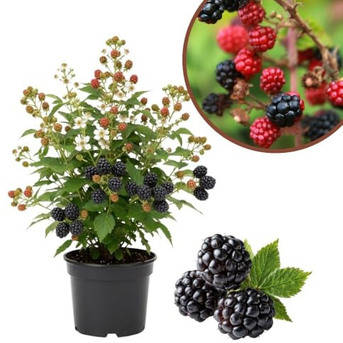 Sweet Thornless BlackBerry Live Plant, 3.25 Inches Pot, Hardy BlackBerry Bush, Sweet BlackBerry Fruit Plants Live for Planting in Garden
