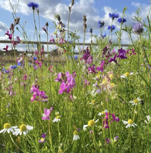Bumblefly (Bee & Butterfly) l Wildflower Seed Mix 100% 50g (Covers 25 sq m) s/l HC12 SLMH