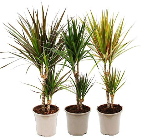 Exotenherz - 3er Set aus verschiedenene Drachenbäumen - Dracaena marginata - 17cm - 2er Tuff