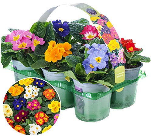 Primrose Mix | 6 Pack of Mixed Colourful Flowering Bedding Plants | 9cm Pots