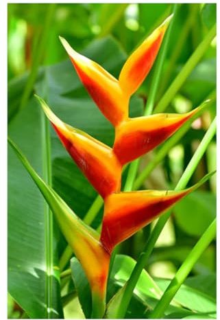 Professional Heliconia Fertilizer Nursery Grade 4 LB Six Month Slow Release Bird of Paradise Plant Food