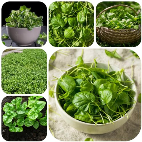 semillas de berros organicas resistentes de silvestres, berro de cocina, interior 300pcs