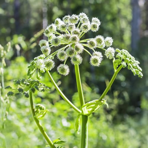 semi di levistico, resistenti per giardini rocciosi semi di aromatiche vecchie varietà aromatiche da giardino prodotti sostenibili verdi da balcone 400pcs