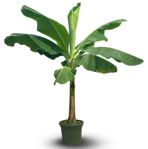 Attitude Jardin - Bananier musa dwarf cavendish- plante d'intérieur & extérieur - 180-200 cm - ⌀ 40 cm - purificateur d'air