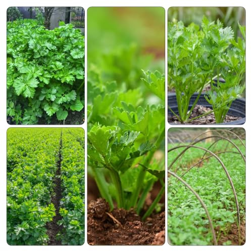semillas de apio nabo - Cubresuelos resistentes Parterres elevados jardín de interior semillas resistentes 200pcs
