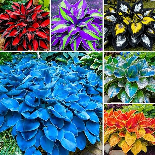 175Pcs Mix Hosta Seed for Planting-Non-GMO Heirloom Plant Seeds Garden Outdoor