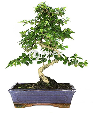 BonsaiGranada | Bonsai - Carmona, 10 Años (Bonsai Sei - Carmona Microphylla)