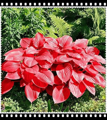 Hostas Plants/Ornamental Flowers/Plant Bulbs/Hardy Perennial/Wedding Flowers-4bulbs-b