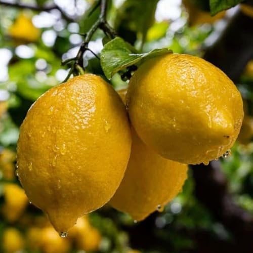 PIANTA DI LIMONE 4 STAGIONI NANO in vaso 20 (foto reali)