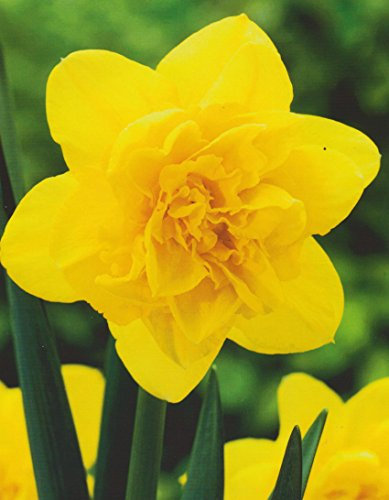 20 Großblumige gefüllte Narzissen Dick Wilden Blumenzwiebeln Narcissus