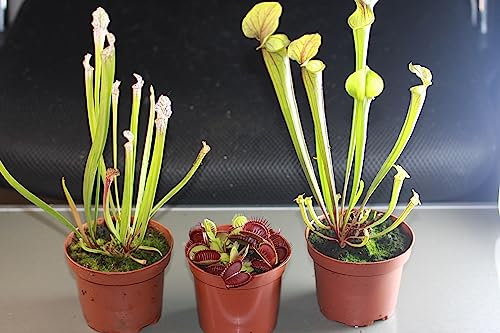 Fleischfressende Pflanzen, 3er Set - Riesig! D.muscipula, S.flava, S.leucophylla