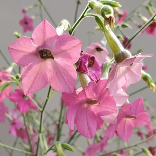 Tabaco ornamental arbusto de mariposas semillas de jardín silvestres perennes resistentes para jardines rocas oficina 200pcs