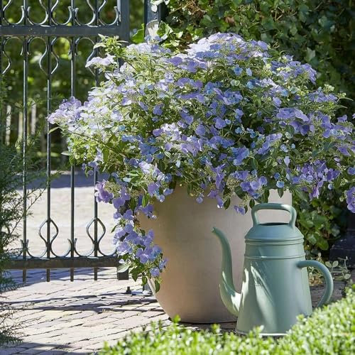Plant Theory Boléro Blue Hydrangea Shrub Plant 2L Pot