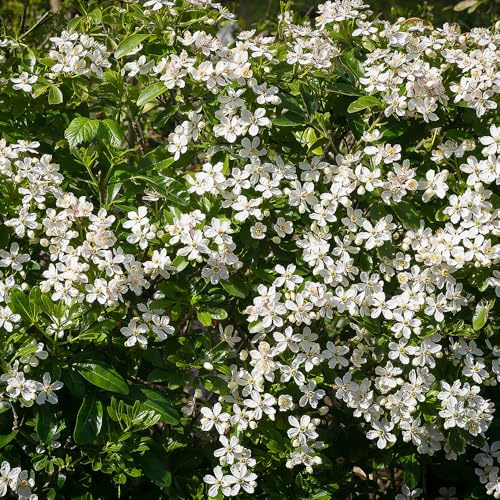 Choisya Ternata Oranger du Mexique Arbuste de Jardin Persistant Plante Rustique en Pot