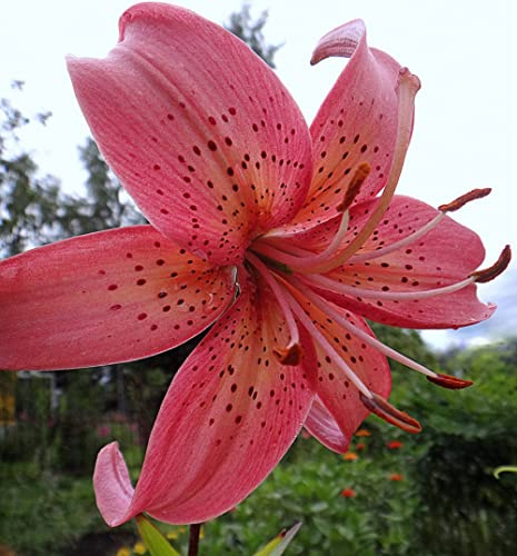 5 × bulbes de giglio, bulbi lilium, fleurs élégantes, haute valeur ornementale, adatti per la decorazione, l'abbellimento dell'ufficio, la piantagione di giardini, piantati in vaso o a terra