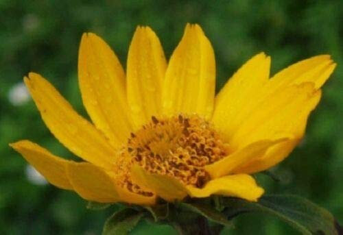 50+ Heliopsis False Sunflower/Good in Poor Soil and Hard Clay/Perennial Flow