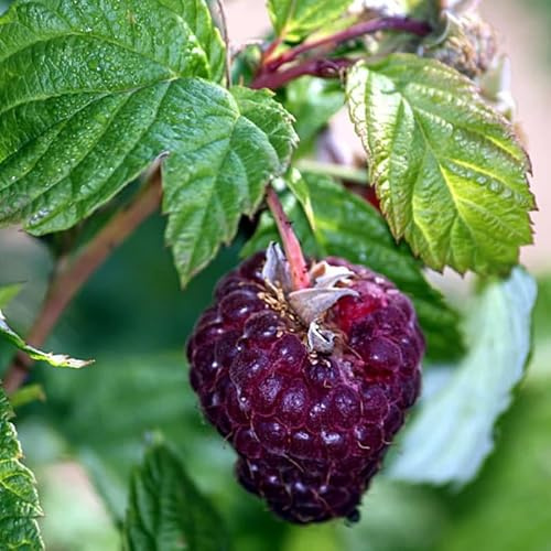 2 Glencoe Raspberry Plants Live for Planting, Thornless Raspberry Trees Live Plants 5 to 9 Inches Height, Purple Raspberry Berry Fruits