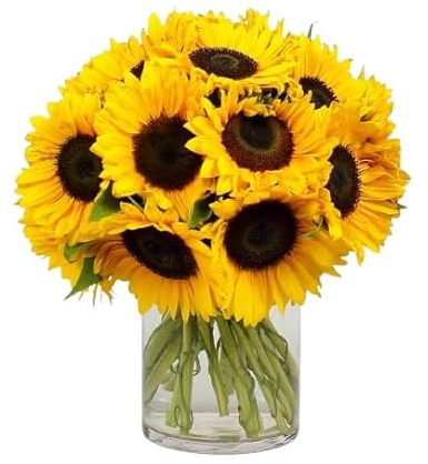 Ramo de Girasoles Amarillos Naturales con 10 Flores de Temporada Flor de Girasol