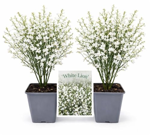 POWERS TO FLOWERS - GINESTRA BIANCA, VARIETA' 'WHITE LION', VASO 12CM DIAMETRO, 2 PIANTE, pianta vera