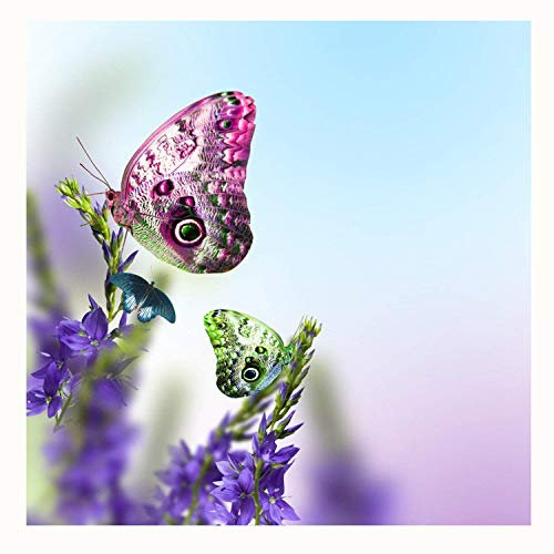 500 graines de lavande Labiées ~ jardin de Chris