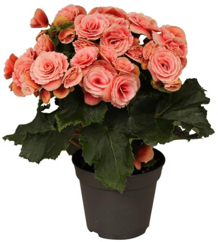 Begonia Natural Planta Ornamental para Interiores con Flores Exuberantes