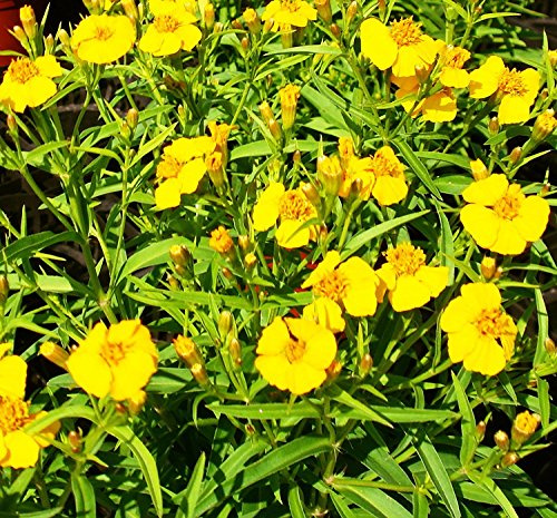 RWS 100 Semillas de Tagetes lucida, yauhtli, Traumkraut mexicana, Würzkraut