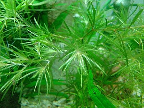 Plantas vivas para acuario, hierba guppy/Najas Guadalupensis