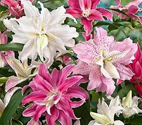 Pack x4 Lilium Lily Oriental 'Doubles Mixed' WPC Prins Summer Bulbs