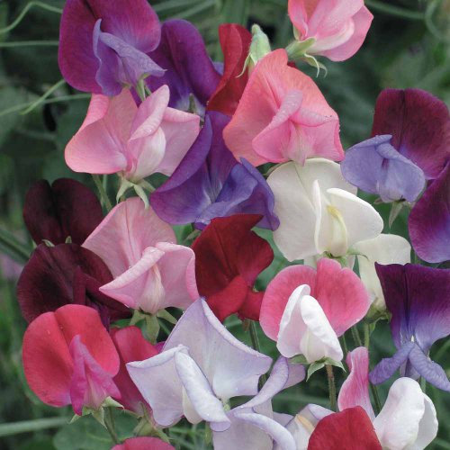 Just Seed - Flower - Sweet Pea - Heaven Scent Mixed - 40 Seeds