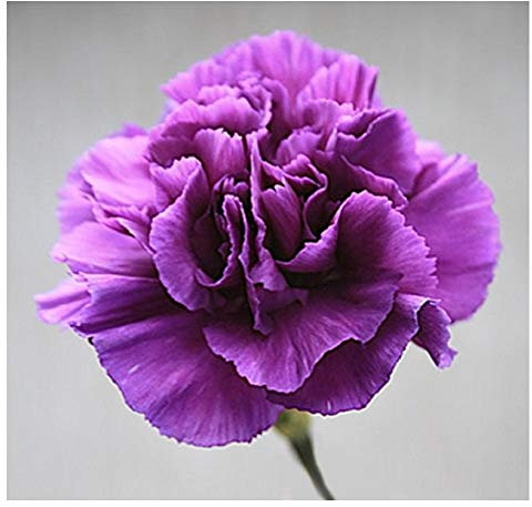 PREMIER SEEDS DIRECT - Carnation - Violet - 350 Finest Flower Seeds