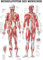 Ruediger Anatomie TA04 Muskelsystem des Menschen Tafel, 70 cm x 100 cm, Papier